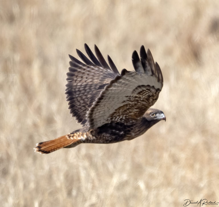 On The Road - Albatrossity - Spring 2021 in Flyover Country - #1 9