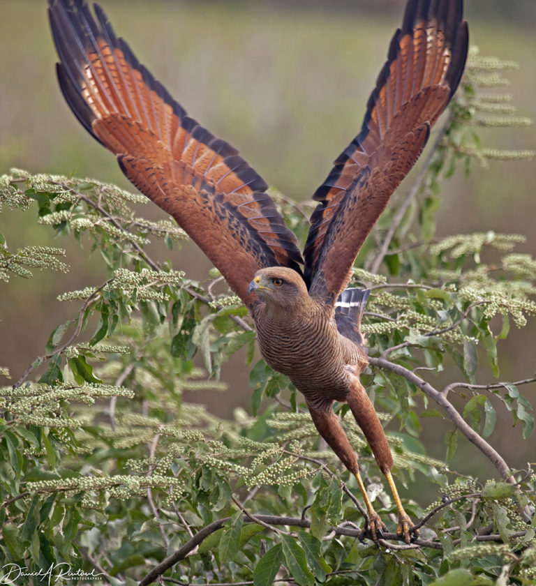 On The Road - Albatrossity - Brazil 2013 - week 2 5