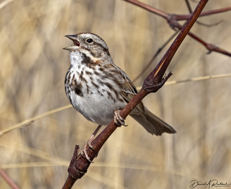 On The Road - Albatrossity - Spring 2021 in Flyover Country - week 2 5