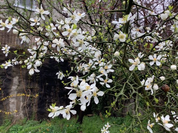 Sunday Morning Garden Chat: Spring Progress