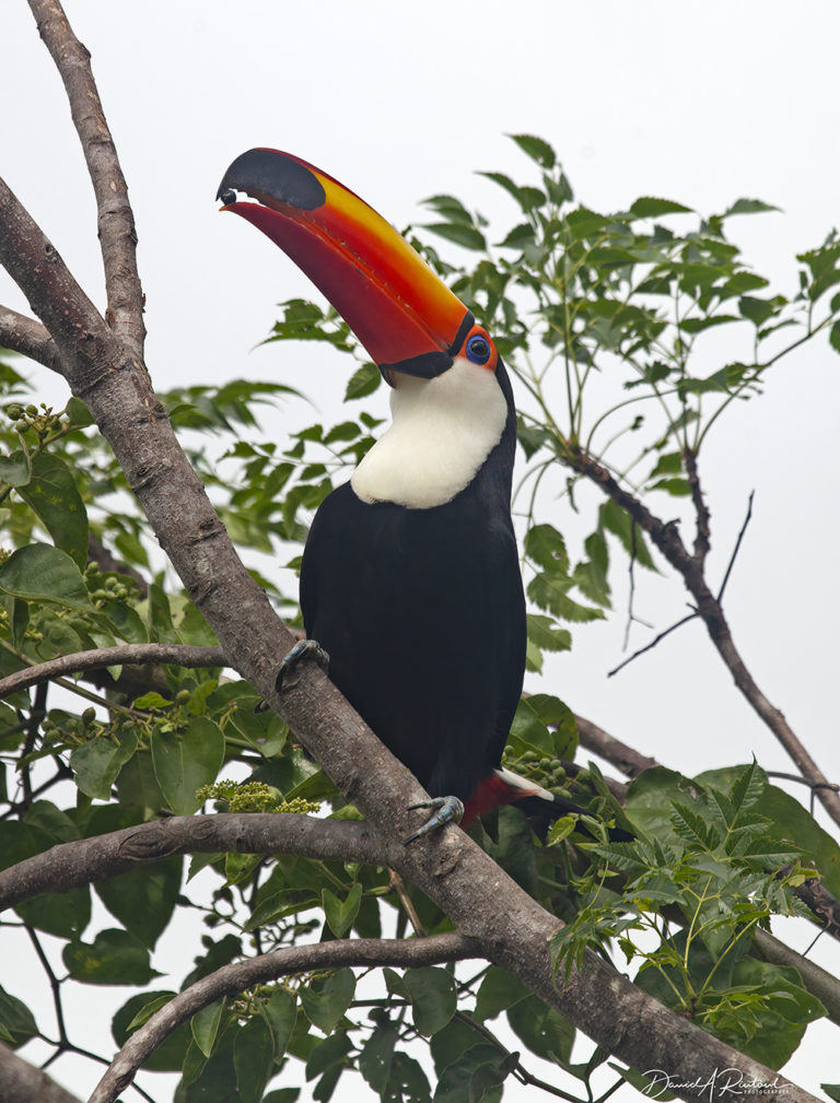 On The Road - Albatrossity - Brazil 2013 - week 1 3