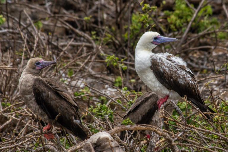 On The Road - arrieve - The Galapagos, part 5 6