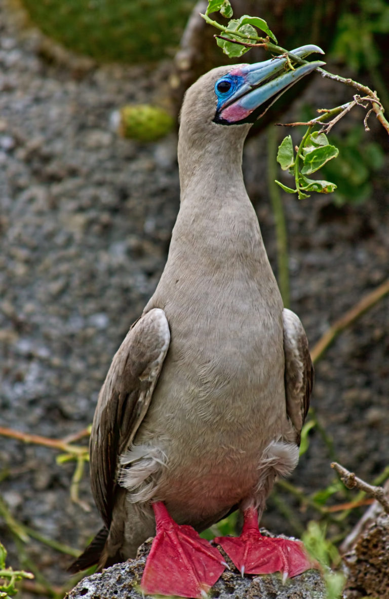 On The Road - arrieve - The Galapagos, part 5 5