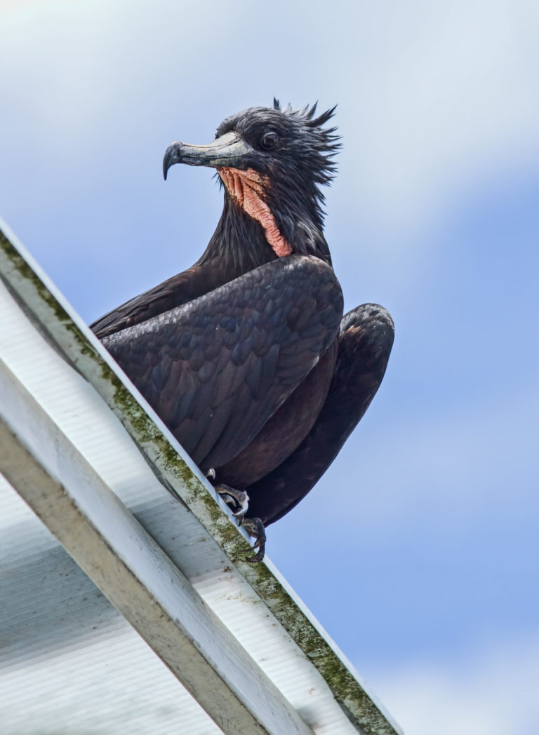 On The Road - arrieve - The Galapagos, part 4 4