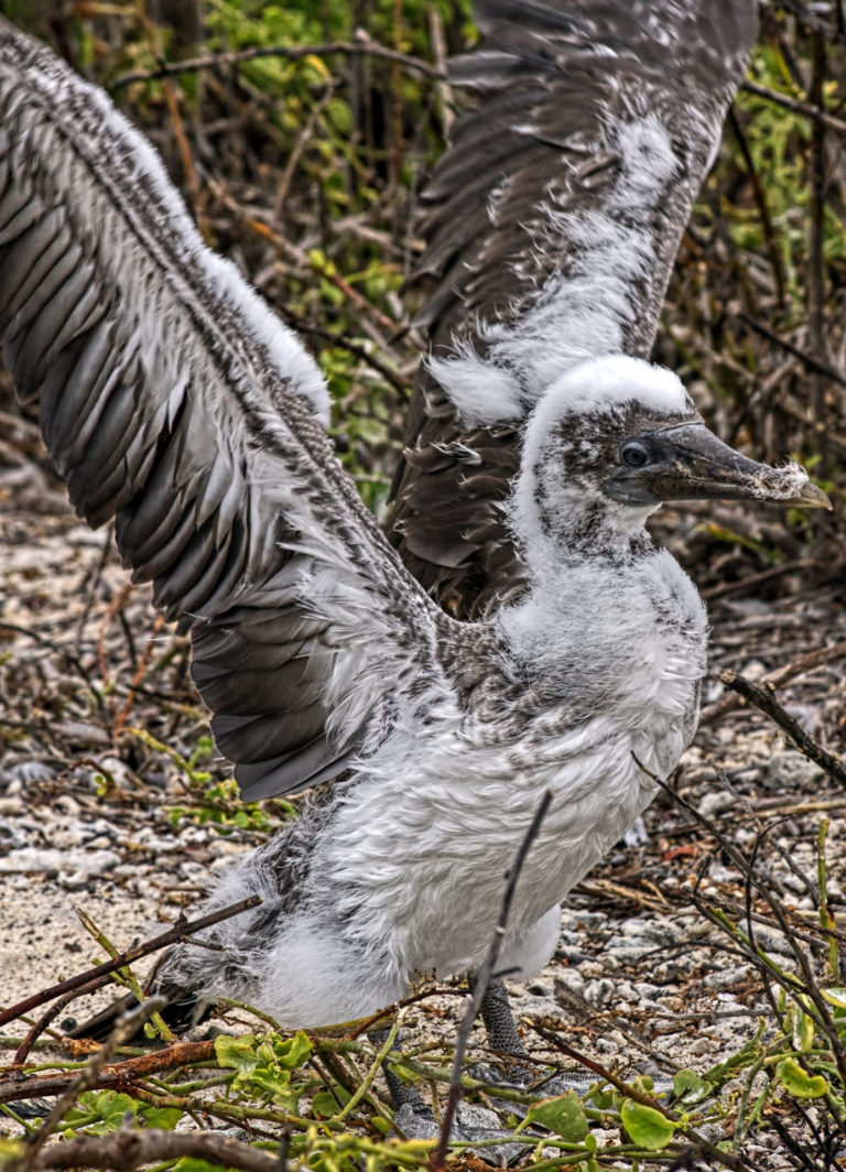 On The Road - arrieve - The Galapagos, part 5 1