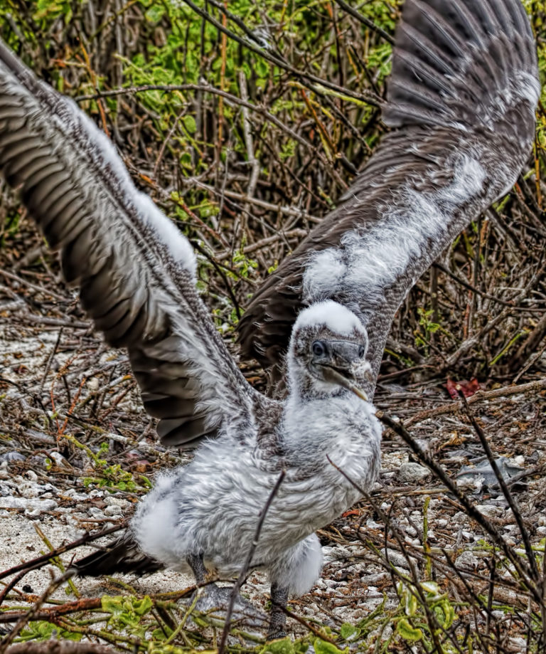 On The Road - arrieve - The Galapagos, part 5