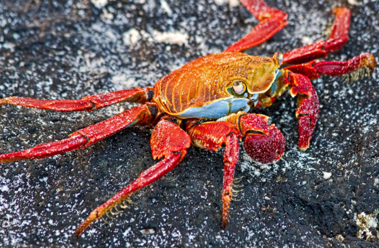 On The Road - arrieve - The Galapagos