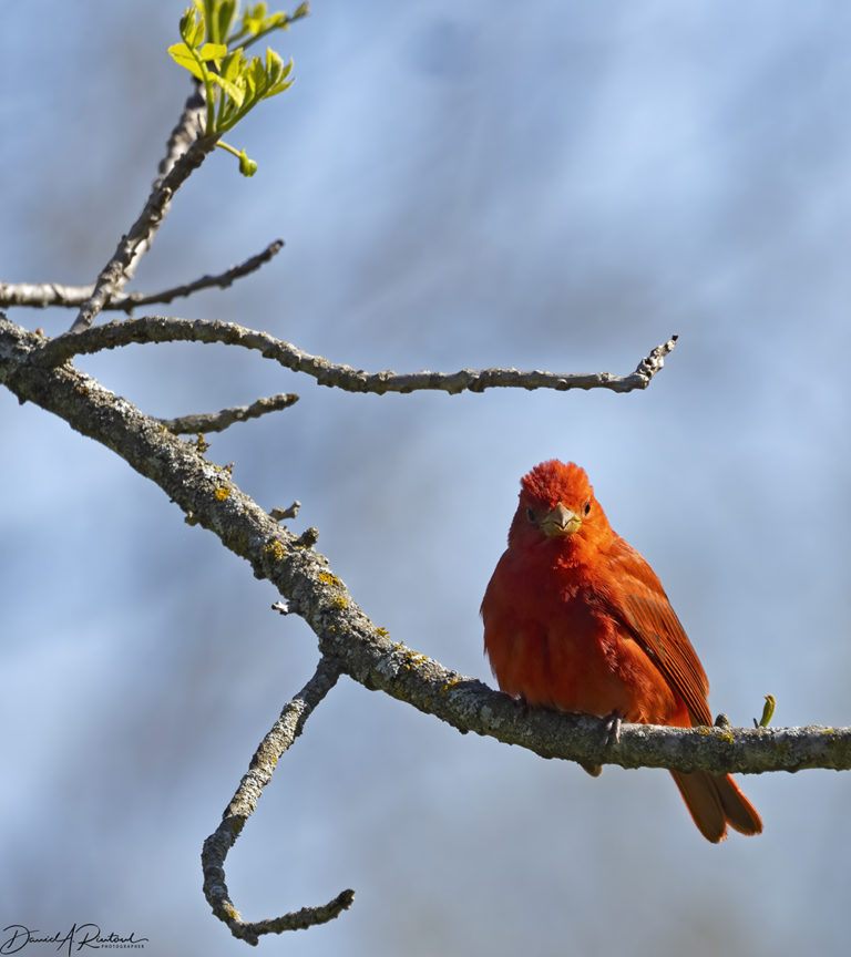 On The Road - Albatrossity - Spring 2021 in Flyover Country - Week 5 9