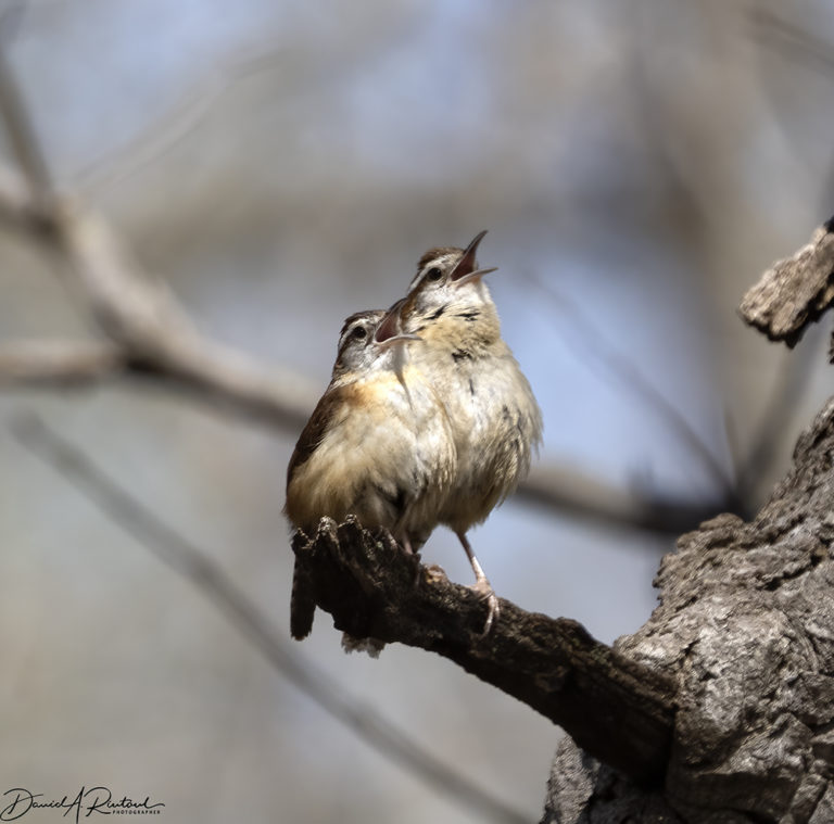 On The Road - Albatrossity - Spring 2021 in Flyover Country - Week 3 8