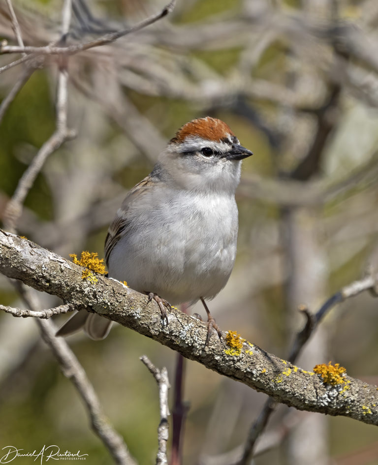 On The Road - Albatrossity - Spring 2021 in Flyover Country - Week 3 5