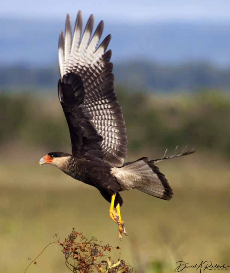 On The Road - Albatrossity - Brazil 2013 - week 4 4