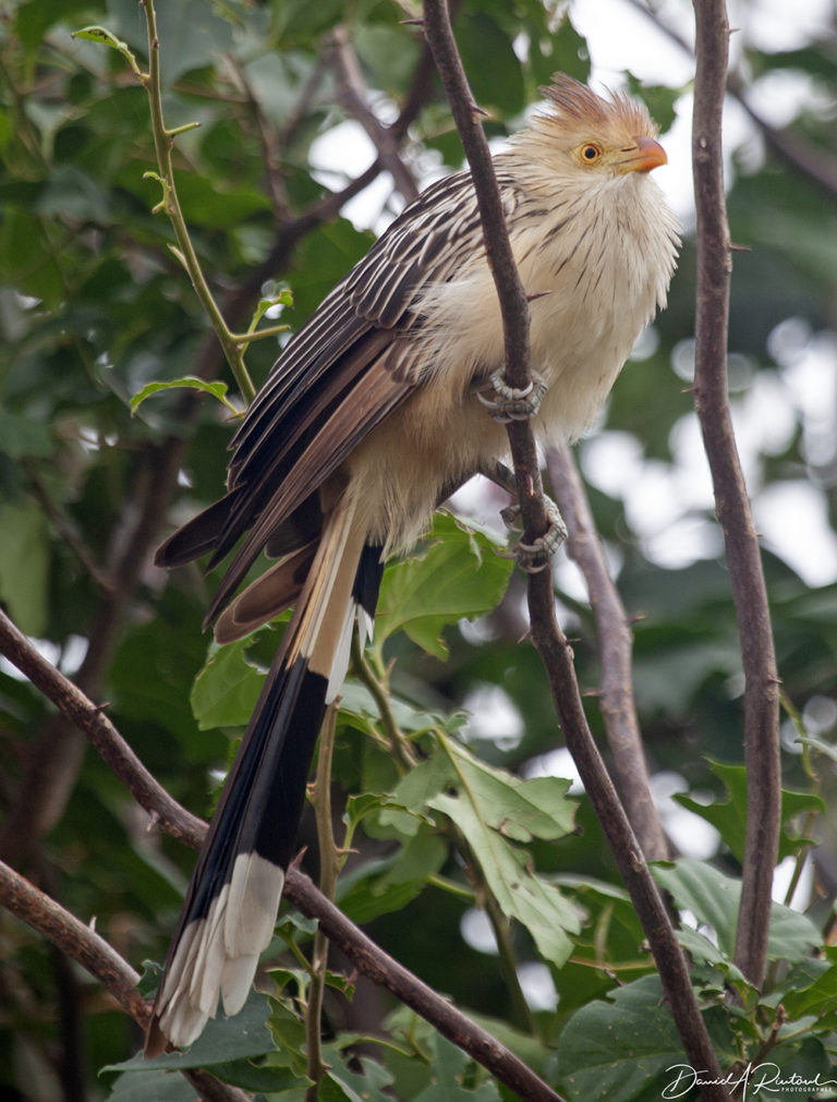 On The Road - Albatrossity - Brazil 2013 - week 3 6