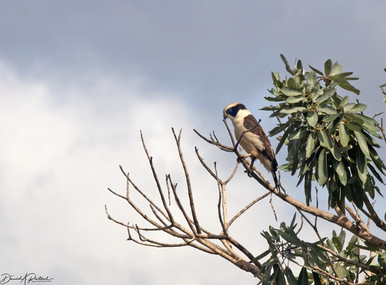 On The Road - Albatrossity - Brazil 2013 - week 4 3