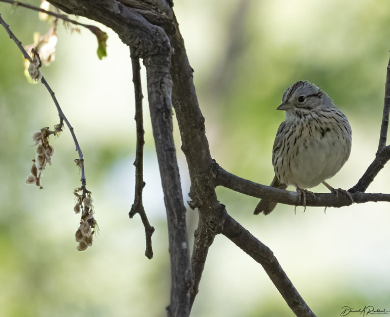 On The Road - Albatrossity - Spring 2021 in Flyover Country - Week 5 6