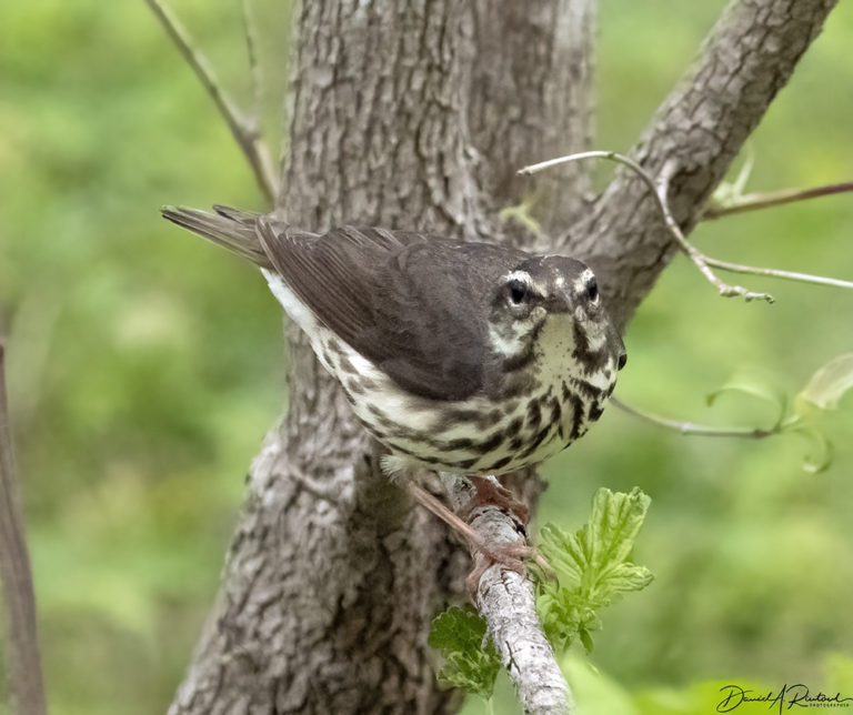 On The Road - Albatrossity - Spring 2021 in Flyover Country - Week 5 5