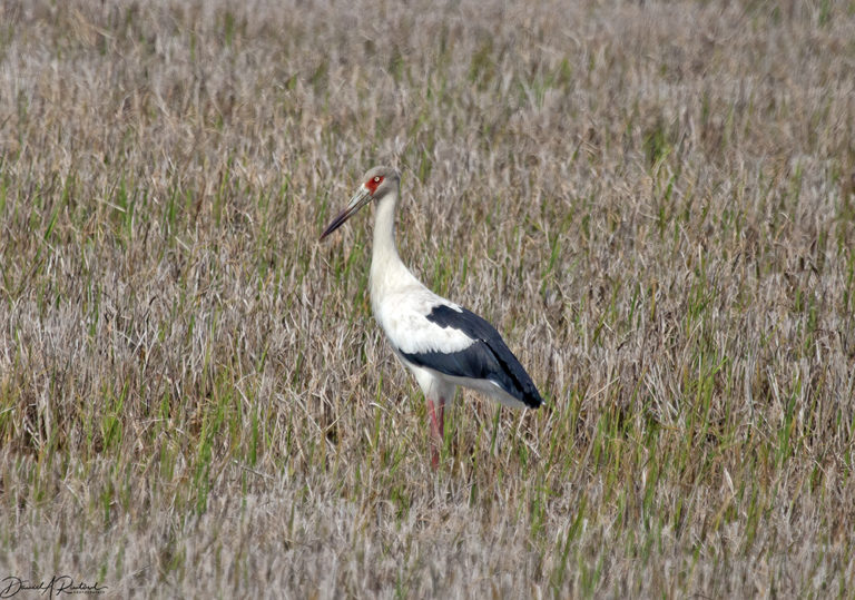 On The Road - Albatrossity - Brazil 2013 - week 4 5