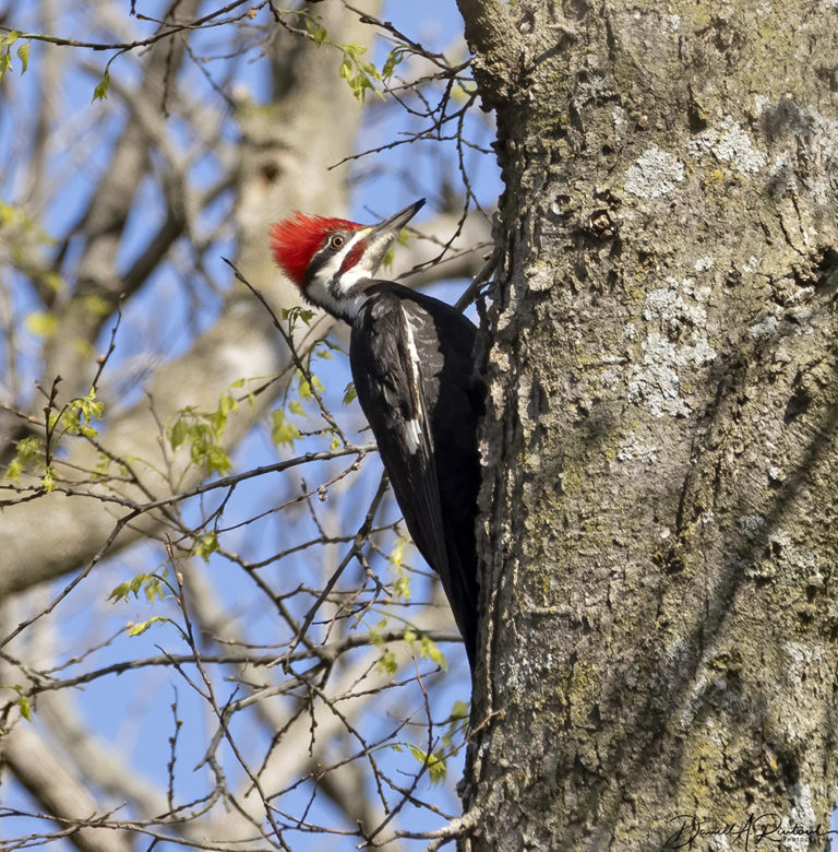 On The Road - Albatrossity - Spring 2021 in Flyover Country - Week 3 6