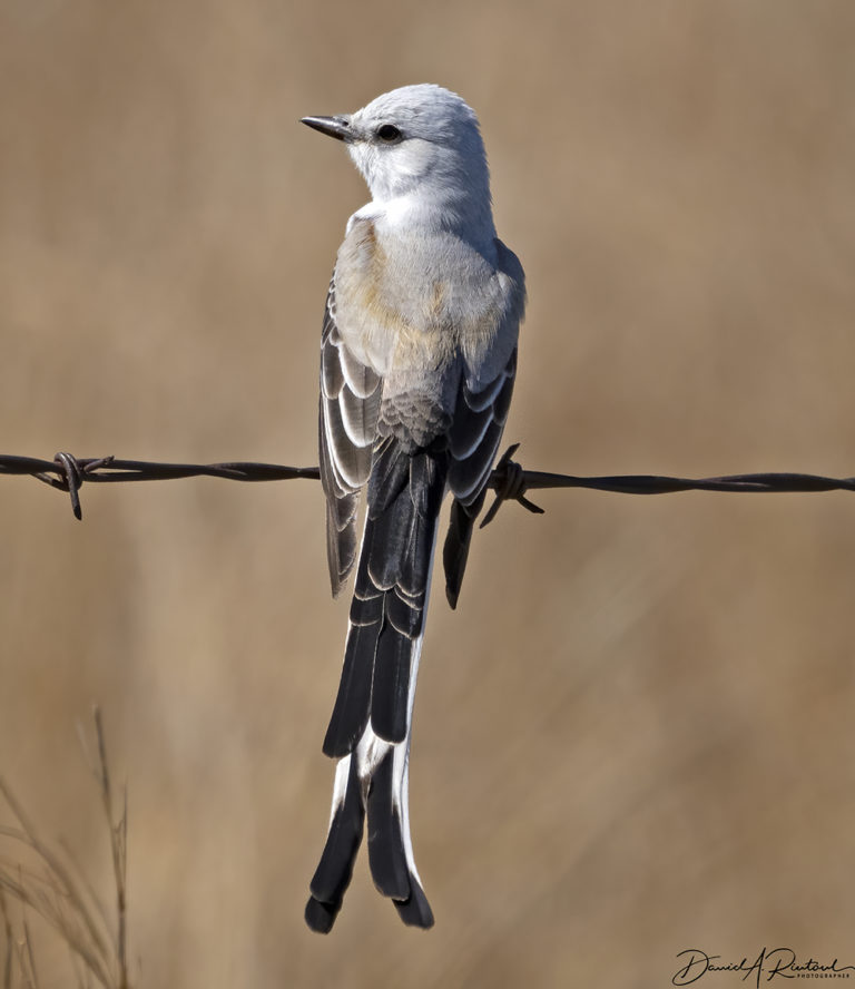 On The Road - Albatrossity - Spring 2021 in Flyover Country - Week 3 4