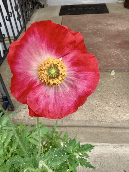 Sunday Morning Garden Chat 38