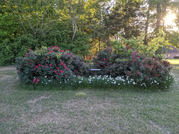 Sunday Morning Garden Chat: A Secret to Success