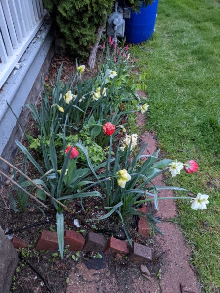 Sunday Morning Garden Chat:  An Update from Satby 2