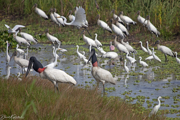 On The Road - Albatrossity - Brazil 2013 - week 4 7