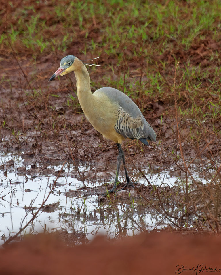 On The Road - Albatrossity - Brazil 2013 - week 3 8