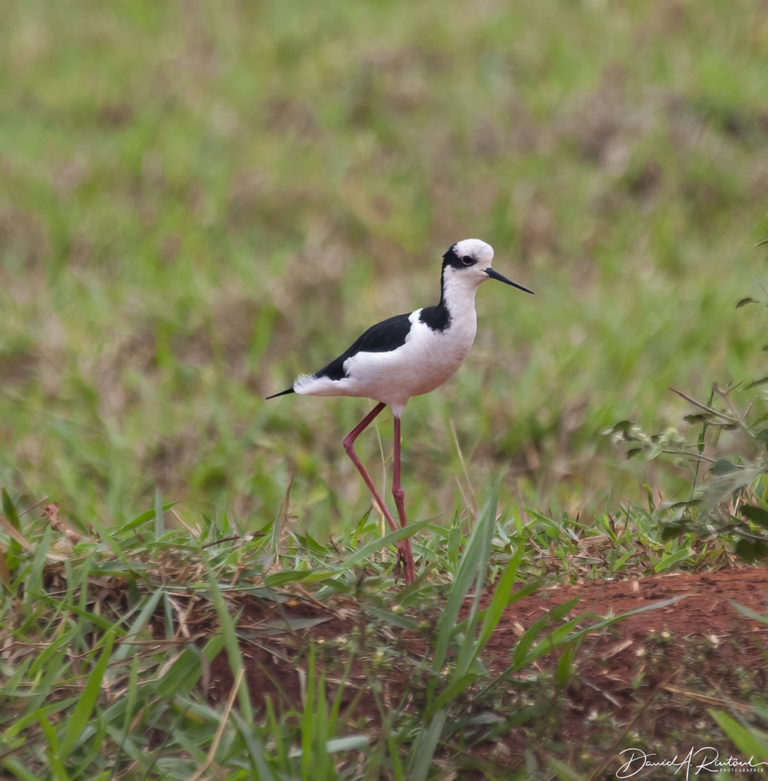 On The Road - Albatrossity - Brazil 2013 - week 5 8