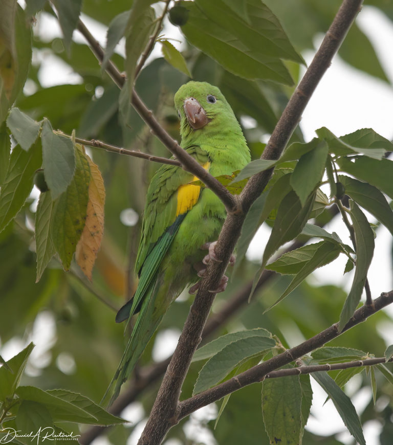 On The Road - Albatrossity - Brazil 2013 - week 3 1