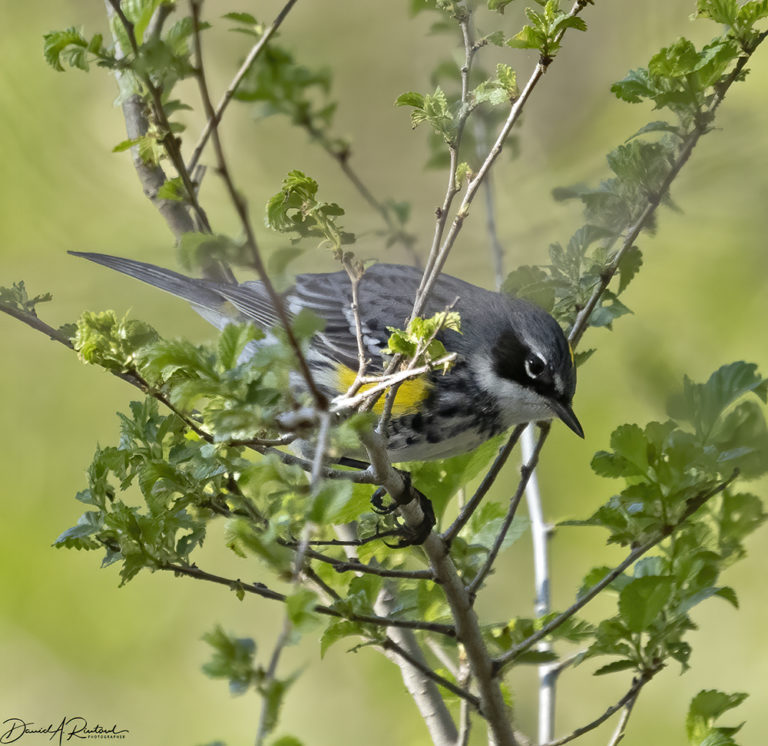 On The Road - Albatrossity - Spring 2021 in Flyover Country - Week 5 7