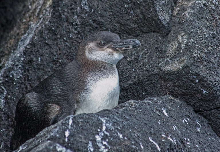 On The Road - arrieve - The Galapagos, part 7 5