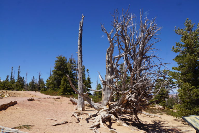 On The Road - frosty - Bryce Canyon National Park 5