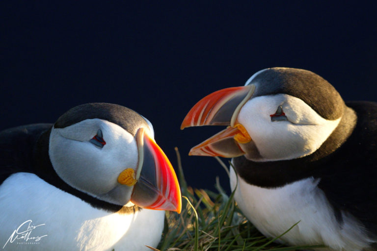 On The Road - Christopher Mathews - Puffins of Iceland 1