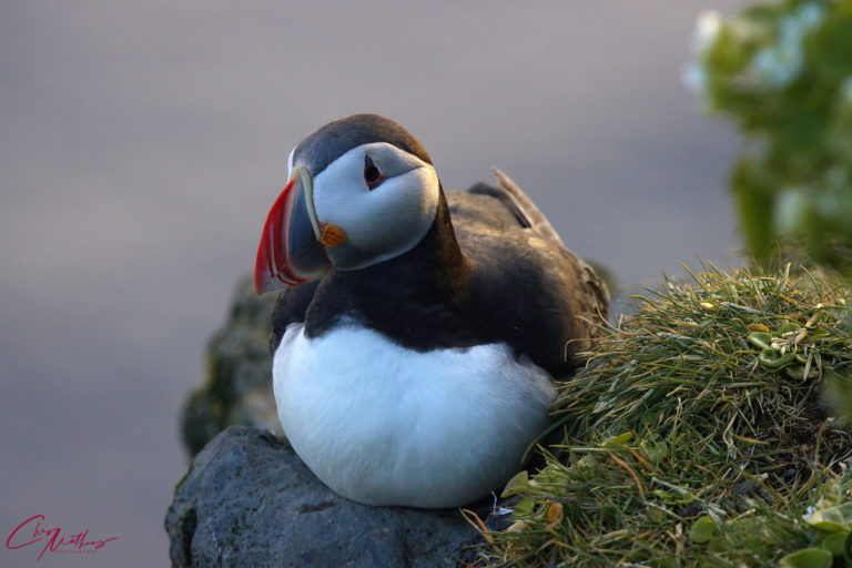 On The Road - Christopher Mathews - Puffins of Iceland 3