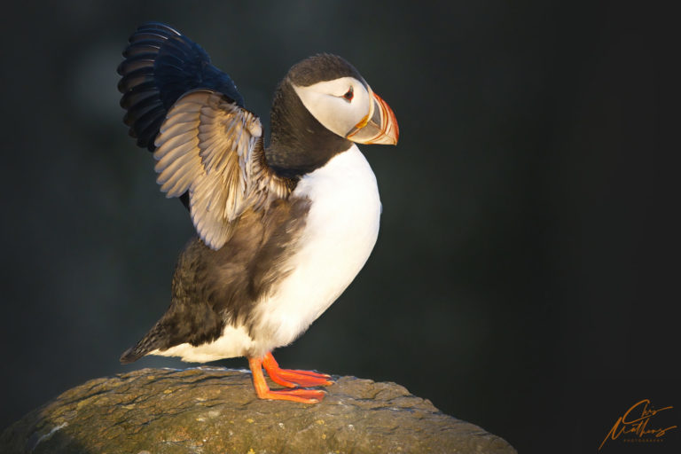 On The Road - Christopher Mathews - Puffins of Iceland 2