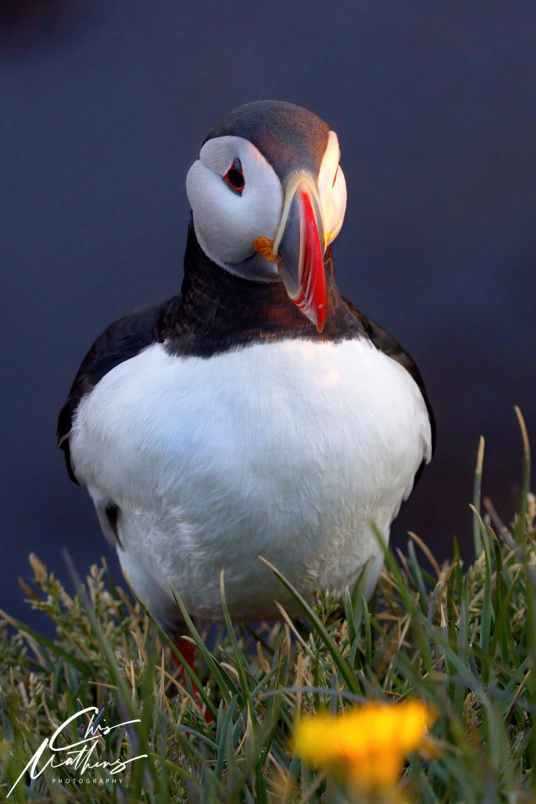 On The Road - Christopher Mathews - Puffins of Iceland 4