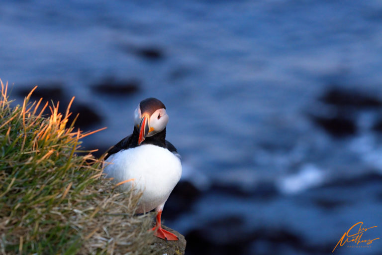 On The Road - Christopher Mathews - Puffins of Iceland 6