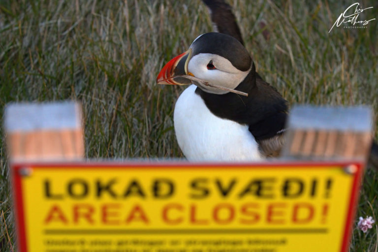On The Road - Christopher Mathews - Puffins of Iceland 5