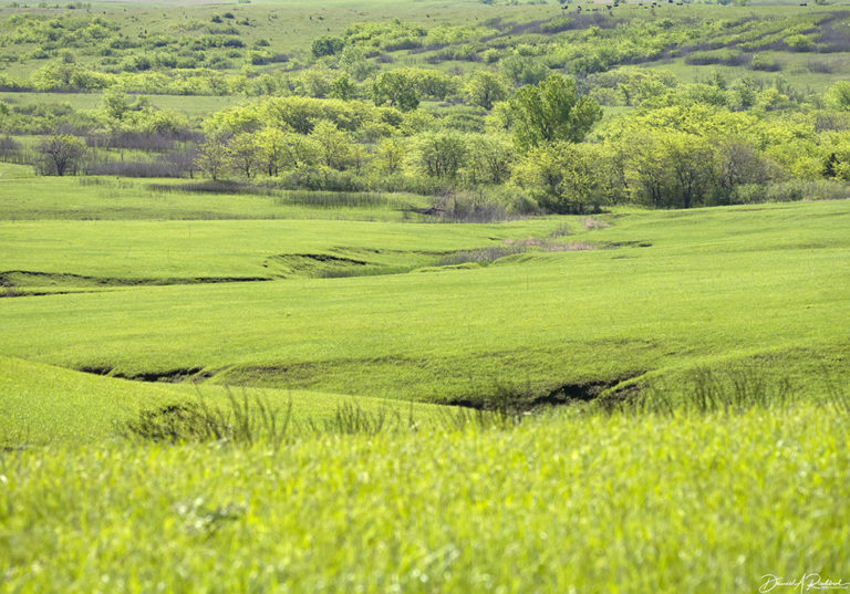 On The Road - Albatrossity - Spring 2021 in Flyover Country - Week 7