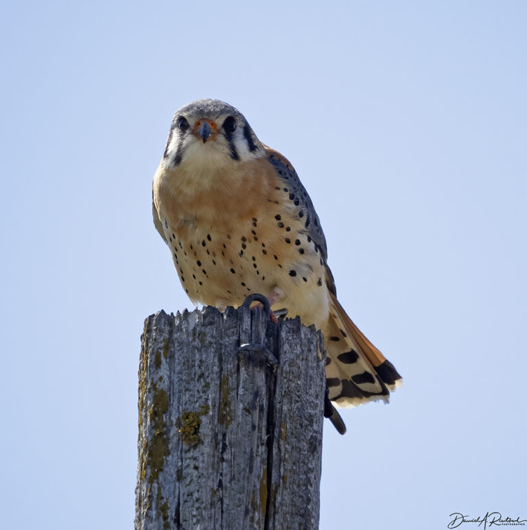 On The Road - Albatrossity - Spring 2021 in Flyover Country - Week 6 3