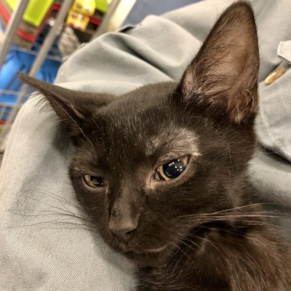 Guest Post: Meet WereBear's New Kitten 1