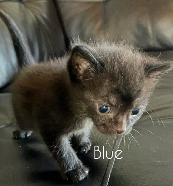 Guest Post: Meet WereBear's New Kitten 2