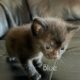 Guest Post: Meet WereBear's New Kitten 2