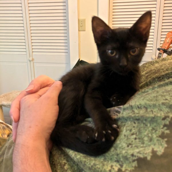 Guest Post: Meet WereBear's New Kitten
