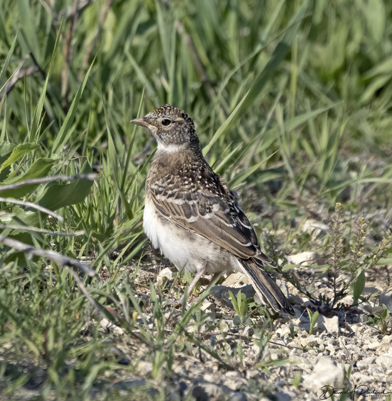 On The Road - Albatrossity - Spring 2021 in Flyover Country - Week 7 1