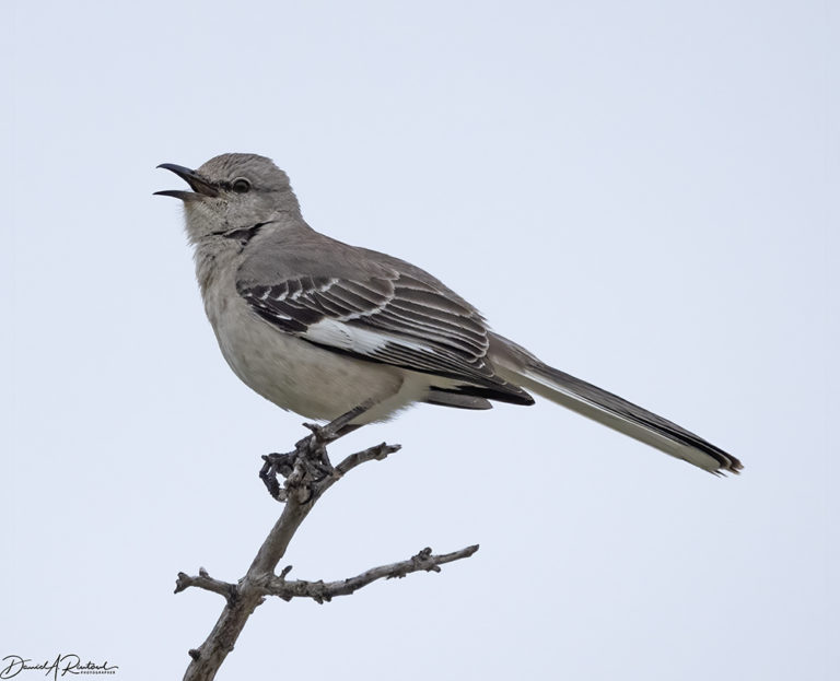 On The Road - Albatrossity - Spring 2021 in Flyover Country - Week 6 2