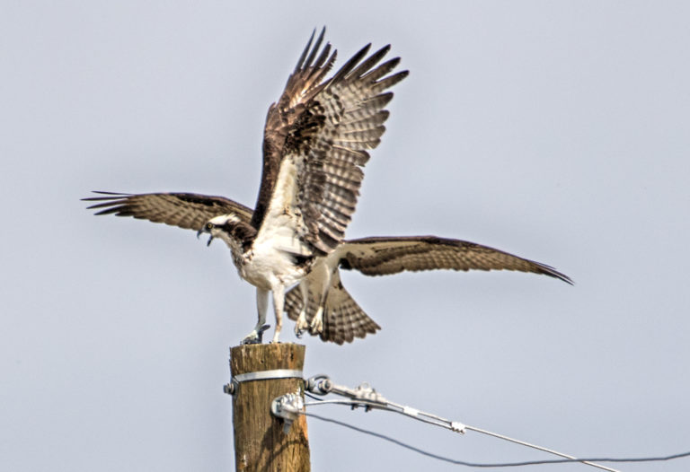 On The Road - Mactree - Osprey 1