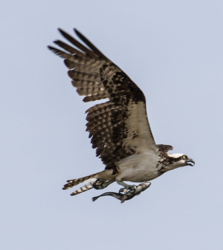 On The Road - Mactree - Osprey