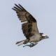 On The Road - Mactree - Osprey