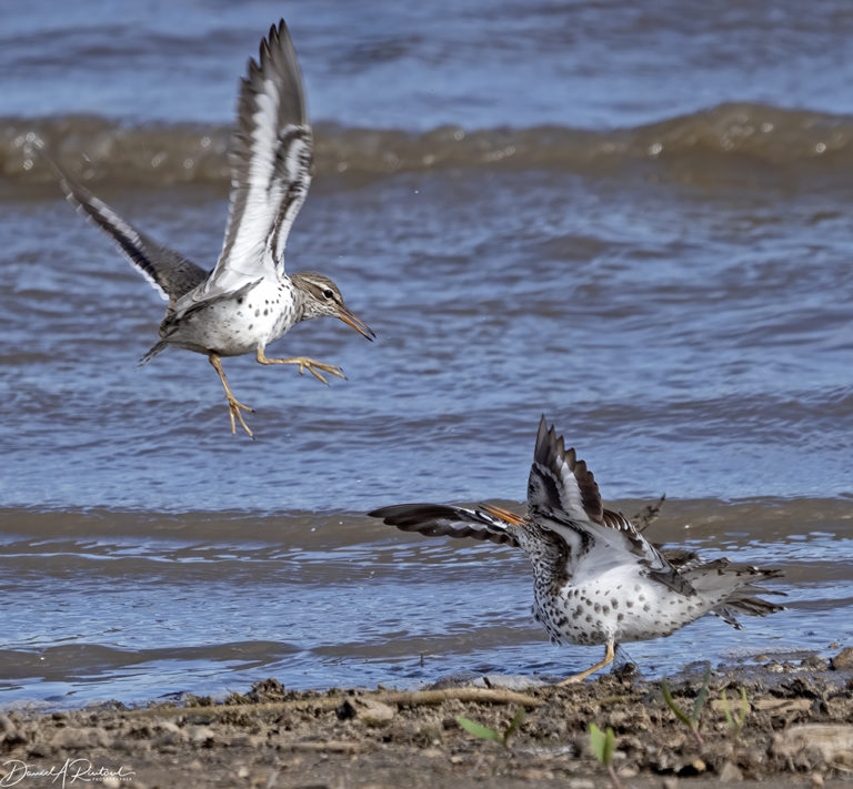 On The Road - Albatrossity - Spring 2021 in Flyover Country - Week 6 5